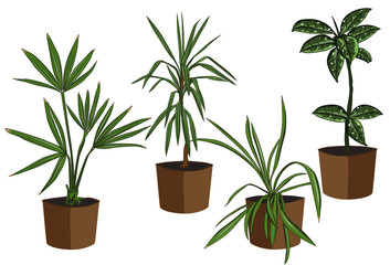 Collection of beautiful ornamental plants for garden and home, ficus, Yucca, dracaena, tree and foliage in pots, realistic flat design isolated on white background. Vector illustration