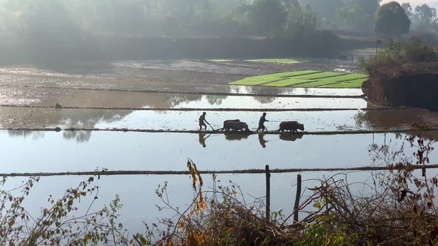 rice planting in India, oxes pulling, tc01
