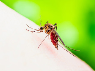 Encephalitis, Yellow Fever, Malaria Disease or Zika Virus Infected Culex Mosquito Parasite Insect Macro on Green Background