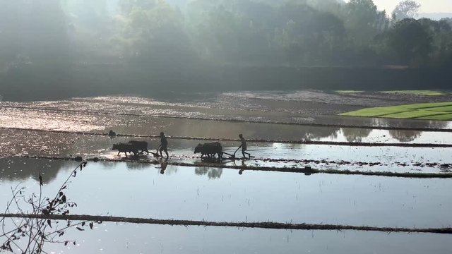 rice planting in India, oxes pulling, tc01