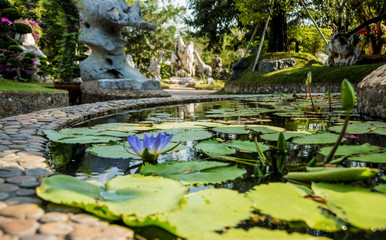 Luxury landscape design of the tropical garden. Beautiful view of tropical landscape