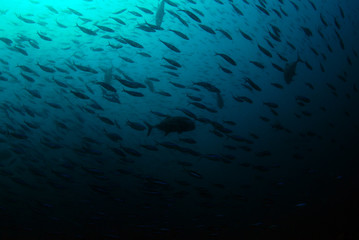 Fototapeta na wymiar Corals and fish. Komodo island, Indonesia.