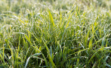 Green grass after rain. Drops of water over grass