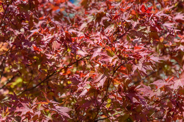 Autumn red maple leaves