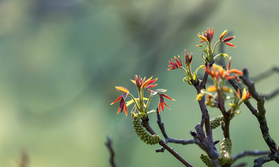 Red leaves with blurred background