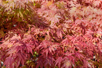 Autumn red maple leaves