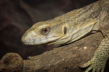 Brown iguana