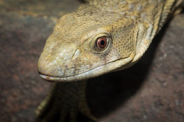 Brown iguana