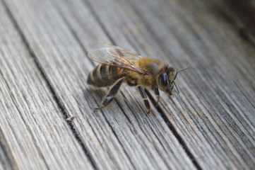 bee fly on flower