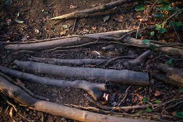 Forest Floor