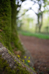musgo en tronco de &aacute;rbol con texturas