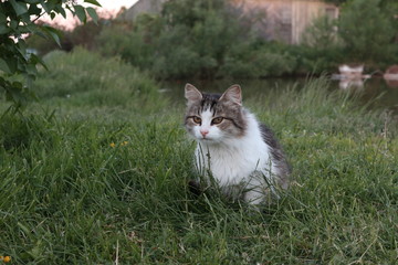 grey and white cat sitting in the grass by the lake in the countryside