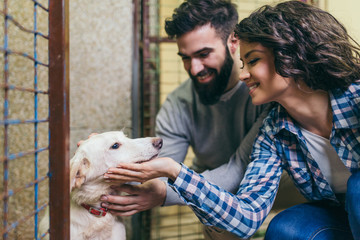 Happy young couple at dog shelter adopting a dog. - obrazy, fototapety, plakaty