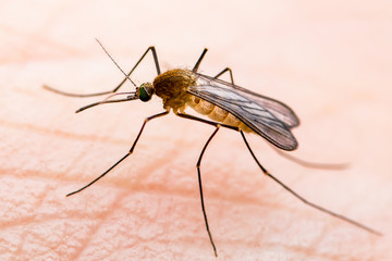Encephalitis, Yellow Fever Disease, Malaria or Zika Virus Infected Culex Molestus Mosquito Parasite Insect on Skin Macro