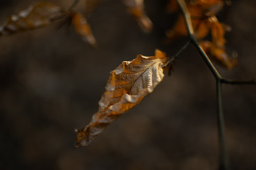 Leaf