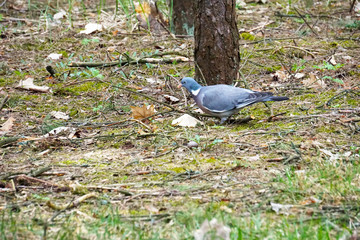 Wood Pigeon (Columba palumbus) is looking for food among the pines in the forest