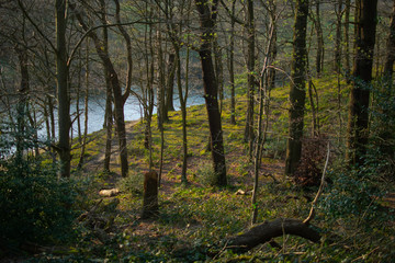 Forest by Lake