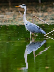 Grey heron  Scientific name: Ardea cinerea