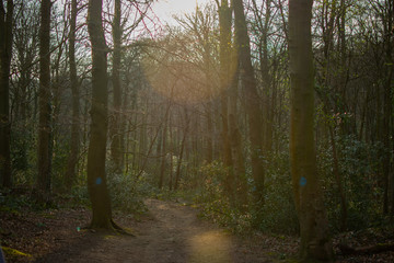 Forest with Lens Flare
