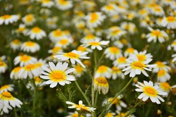 campo lleno de margaritas en primavera