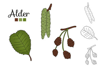 Vector set of alder tree elements isolated on white background. Botanical illustration of alder leaf, brunch, flowers, fruits, ament, cone. Black and white clip art.