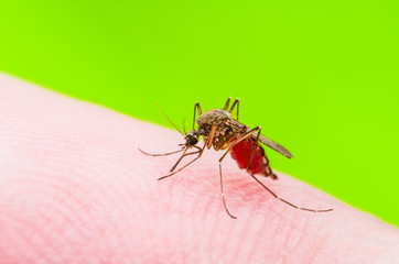 Encephalitis, Yellow Fever, Malaria Disease or Zika Virus Infected Culex Mosquito Parasite Insect Bite Macro on Green Background