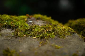 Moss on Rock