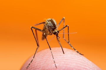 Encephalitis, Yellow Fever, Malaria Disease or Zika Virus Infected Culex Mosquito Parasite Insect Macro on Orange Background