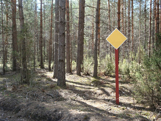 yellow empty sign with red pillar in the green pine forest on a sunny day