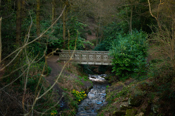 Bridge In Forest