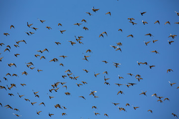 birds against bright blue sky