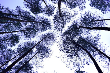 Silhouette of Tree in a white sky 3