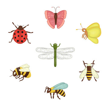 Vector set of colored insects. Collection of isolated on white background bee, bumblebee, moth, butterfly, ladybug, dragonfly, wasp,