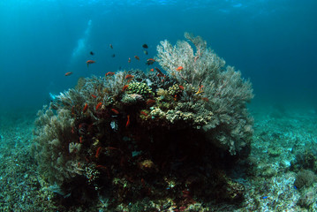 Naklejka na ściany i meble Corals and fish. Komodo island, Indonesia.