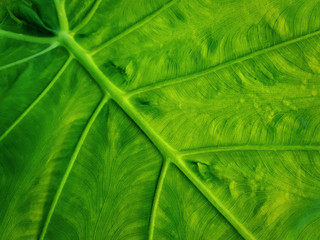 Full Frame Background of Fresh Green Leaf Texture with Selective Focus