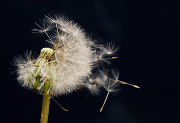 Dandelion blossom. The seeds are blown by the wind.