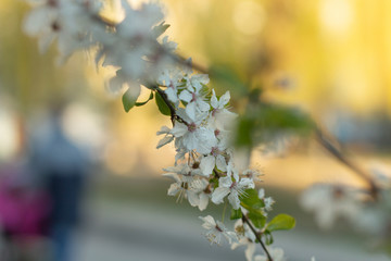 branches of flowering trees close-up