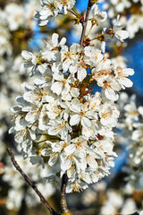 White flowers blooming on a fruit tree during spring in Poland.