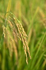 close up of yellow green rice field