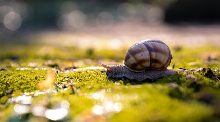 Snail closeup. Burgundy snail (Helix, Roman snail, edible snail, escargot) on a surface with moss.Helix promatia