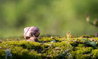 Snail closeup. Burgundy snail (Helix, Roman snail, edible snail, escargot) on a surface with moss.Helix promatia