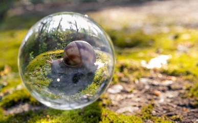 Snail.Helix promatia.Gastropod.View of  a snail through glass ball