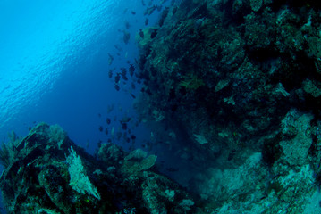 Naklejka na ściany i meble Corals and fish. Komodo island, Indonesia.