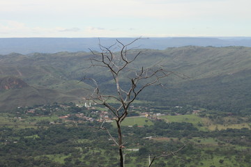 dead tree in the valley
