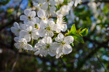 Flowering branches of fruit tree. Cherry.