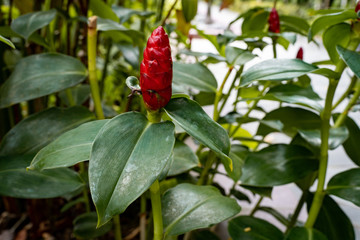 Red Button Ginger (costus or spiral gingers) Flowers