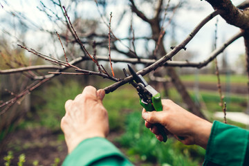 Man pruning tree with clippers. Male farmer cuts branches in spring garden with pruning shears or...