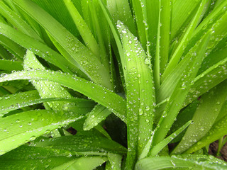 Green leaves with waterdrops. Daylily leaves. Closeup.