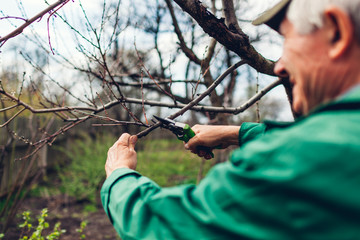 Man pruning tree with clippers. Male farmer cuts branches in spring garden with pruning shears or...