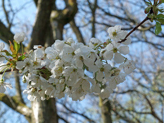 white apple blossom on a branch against a forest background